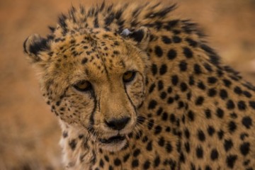 Cheetah with ear tag - credit Sergio Izquierdo
