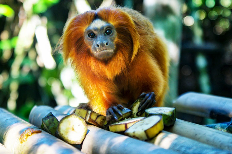 Golden tamarin monkey with food
