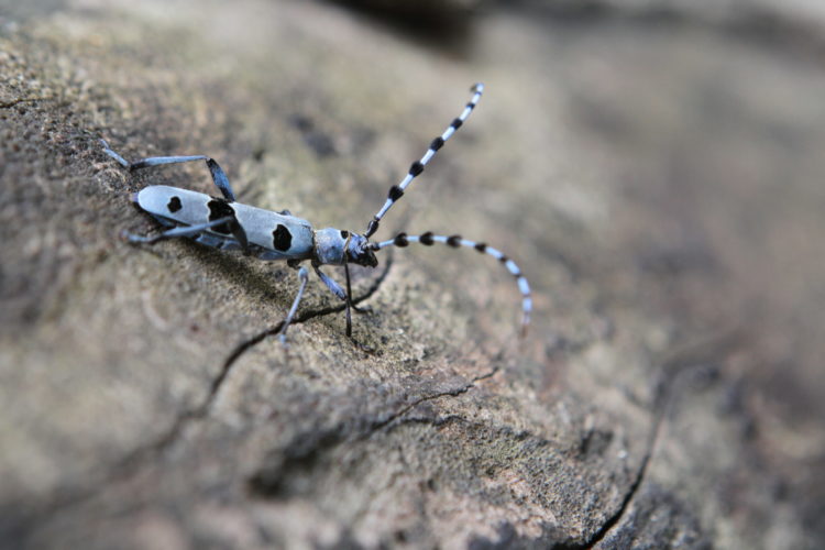 rosalia longicorn beetle blue with black spots on a tree