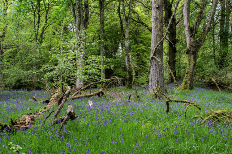 forest scene with fallen trees and purple flowers