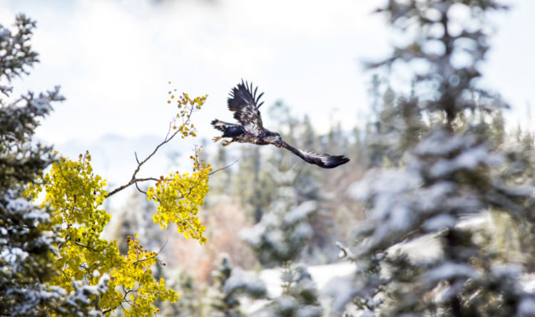 bald eagle in flight surrounded by trees