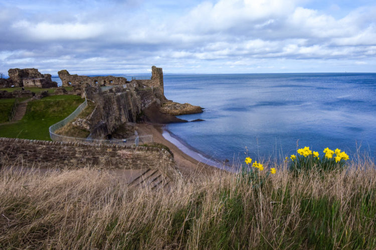 View of castle ruins from a hill with daffodils in the foreground