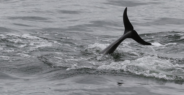 Dolphin tail splashing in the sea