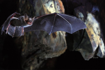 Genetic secrets behind bat 'superpowers' revealed