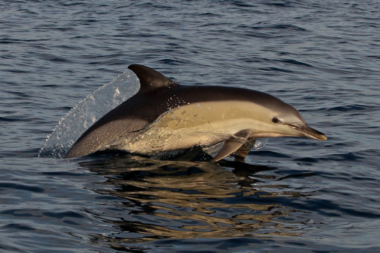 Female common dolphin (Delphinus delphis) - photo Tilen Genov, Morigenos