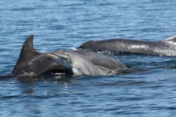 Dolphin project seeks help from wildlife watchers