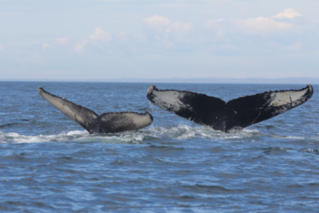 Humpback whales impacted by climate change