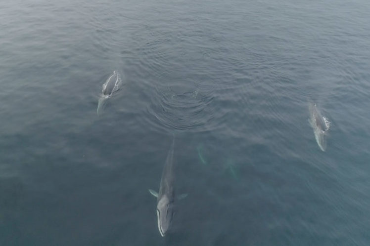 Whales showing scarring under the water