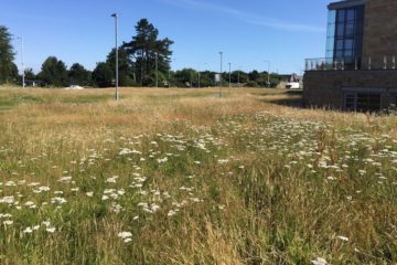 University develops wildflower meadows