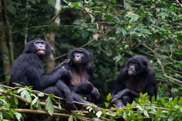 Chimps communicate in context