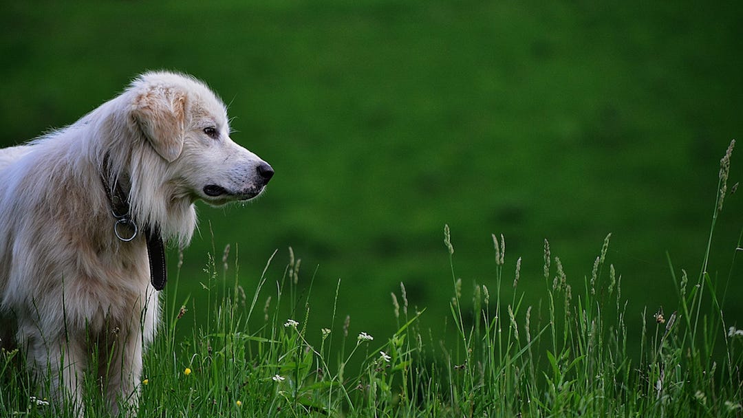 Guide dog in a field