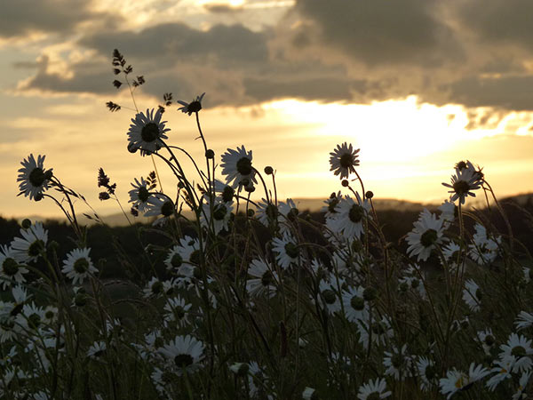 Field of flowers at dusk
