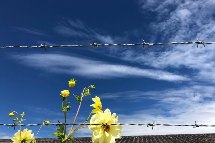 Yellow flowers sit behind a barbed wire fence with blue sky in the background