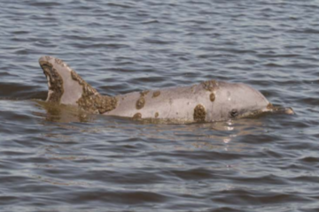 bottlenose dolphin with skin lesions caused by freshwater exposure.
