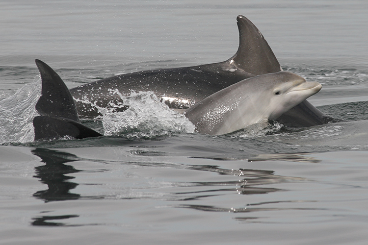 Dolphins can recognise familiar animals by taste | University of St Andrews  news