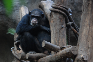 A chimpanzee sits in a tree at a zoo