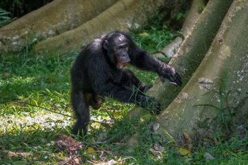 Chimpanzee 'social media'