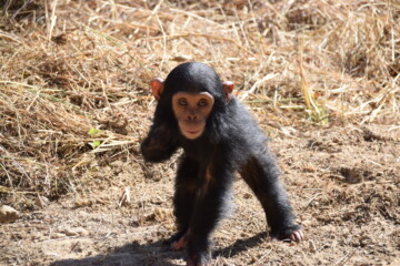 Chimpanzee walking