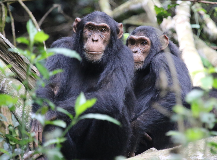 Two chimpanzees looking directly at the camera, leaves in the foreground