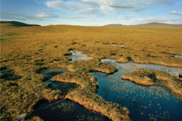 Peatlands protect our planet