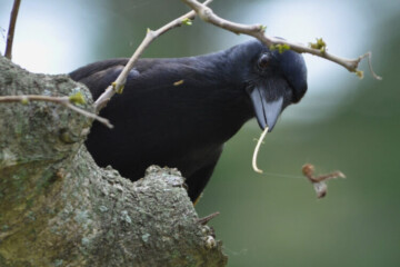 A wild New Caledonian crow (Corvus moneduloides) uses a stick tool to dislodge detritus as it searches for invertebrate prey