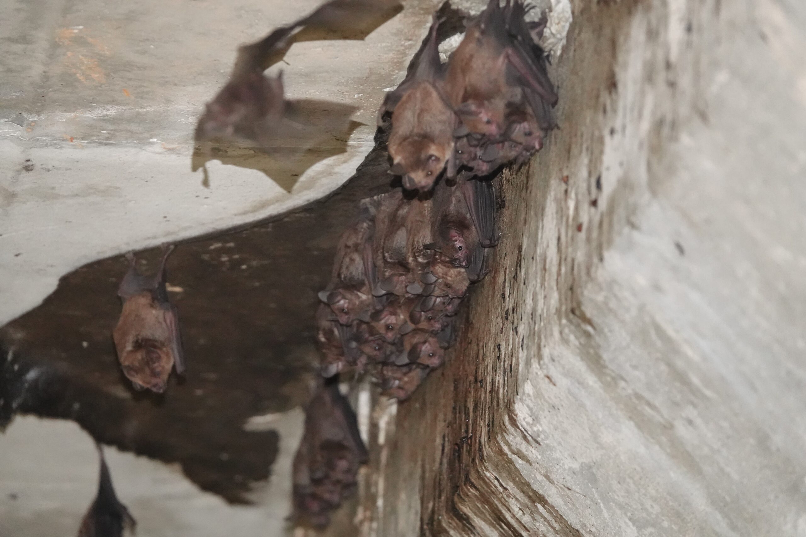  Seba's short-tailed bat (Carollia perspicillata) - credit Ine Alvarez van Tussenbroek (Vernes lab)