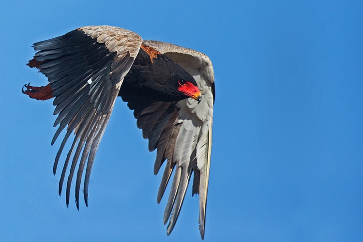 Bird of prey in flight against a blue sky by Andre Botha, 2015
