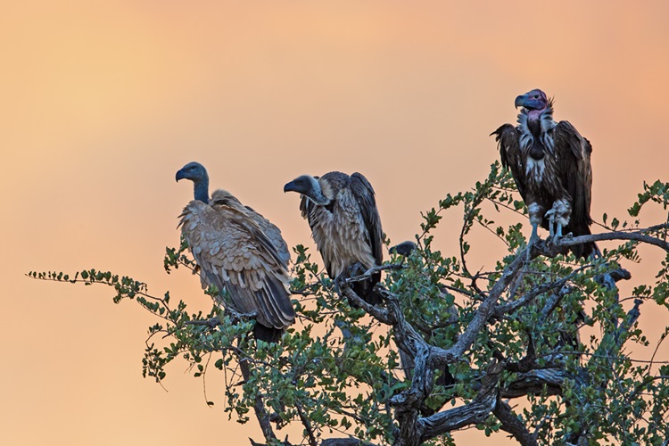 African vultures sitting in a tree in South Africa