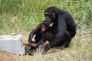 Chimpanzees learn by looking