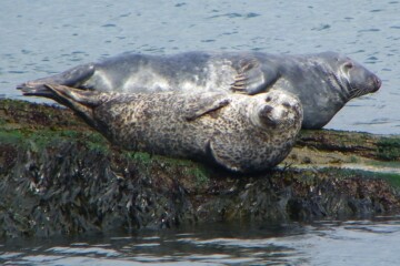 Grey seal (back) and harbour or common seal (front) which both inhabit European waters (Photo credit: Ron Morris)