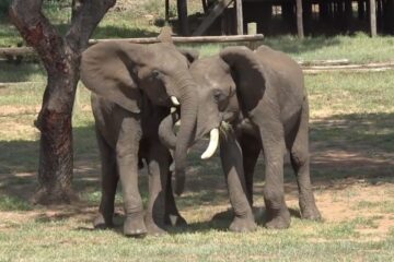 How do elephants greet each other?