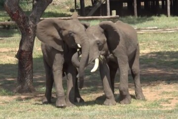 Two elephants touching trunks