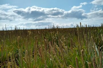 New research calls for the protection of UK saltmarshes