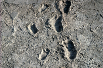 Trail of Laetoli footprints.