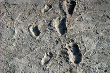 Site of 3.6-million-year-old human footprint at risk from climate change