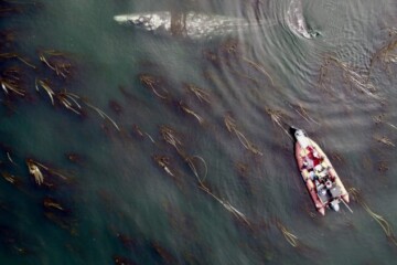 drone footage of grey whale and research dinghy