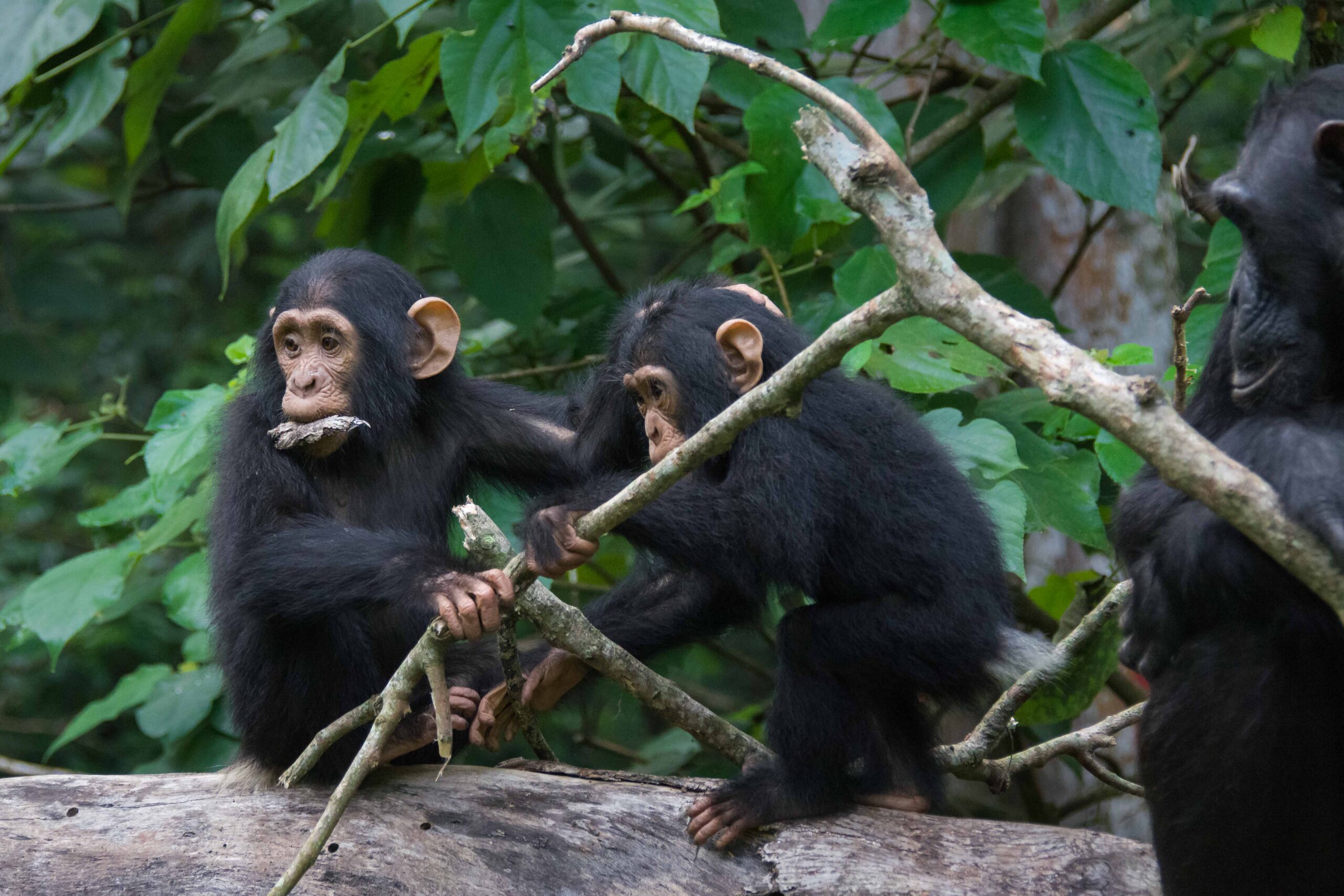 Chimpanzee example gesture - play