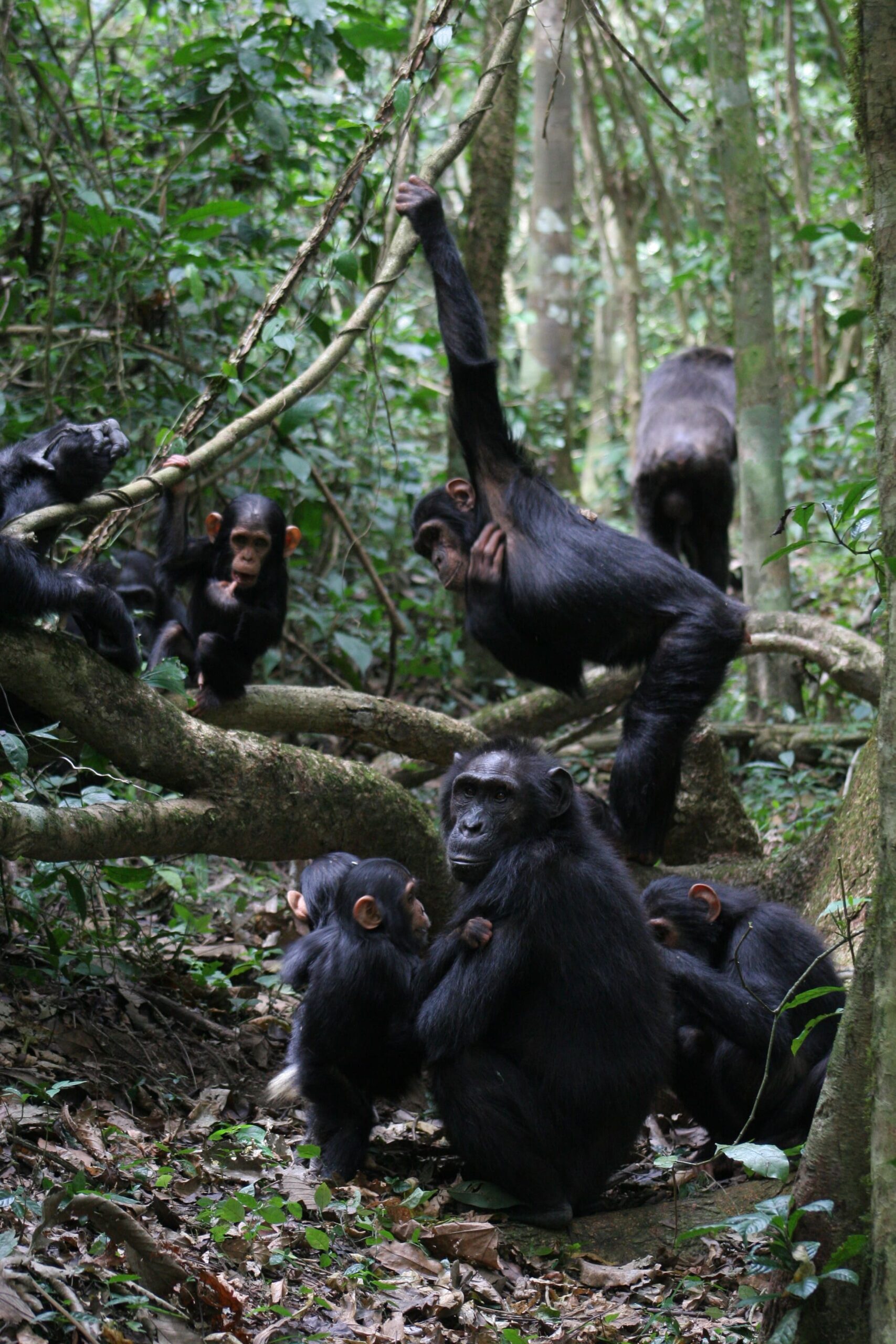 Group of chimpanzees including mothers, juveniles, subadults, and infants grooming and playing. Credit: Catherine Hobaiter