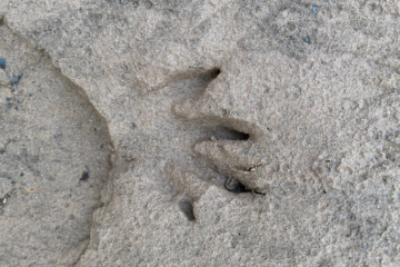 beaver pawprint Credit: roisin campbell-palmer