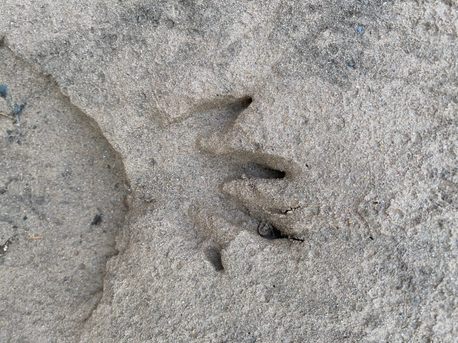 beaver pawprint Credit: roisin campbell-palmer