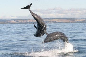 two dolphins leaping out of the sea