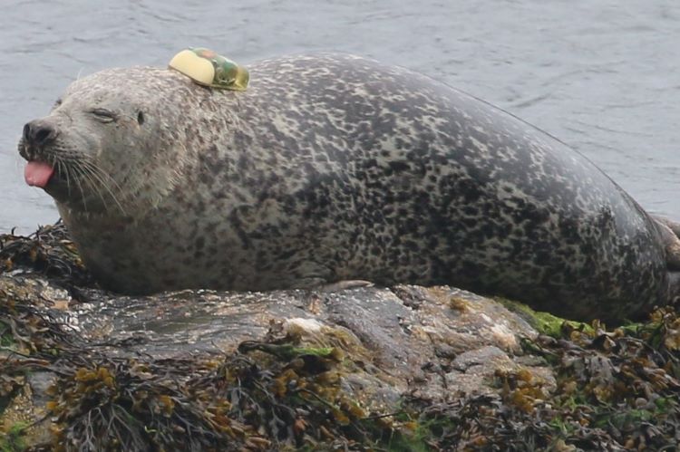 Harbour seal lying on rock in the sea, appearing to stick out its tongue. There is a tag on its back.