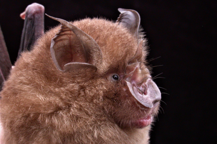 Close up of a bat 