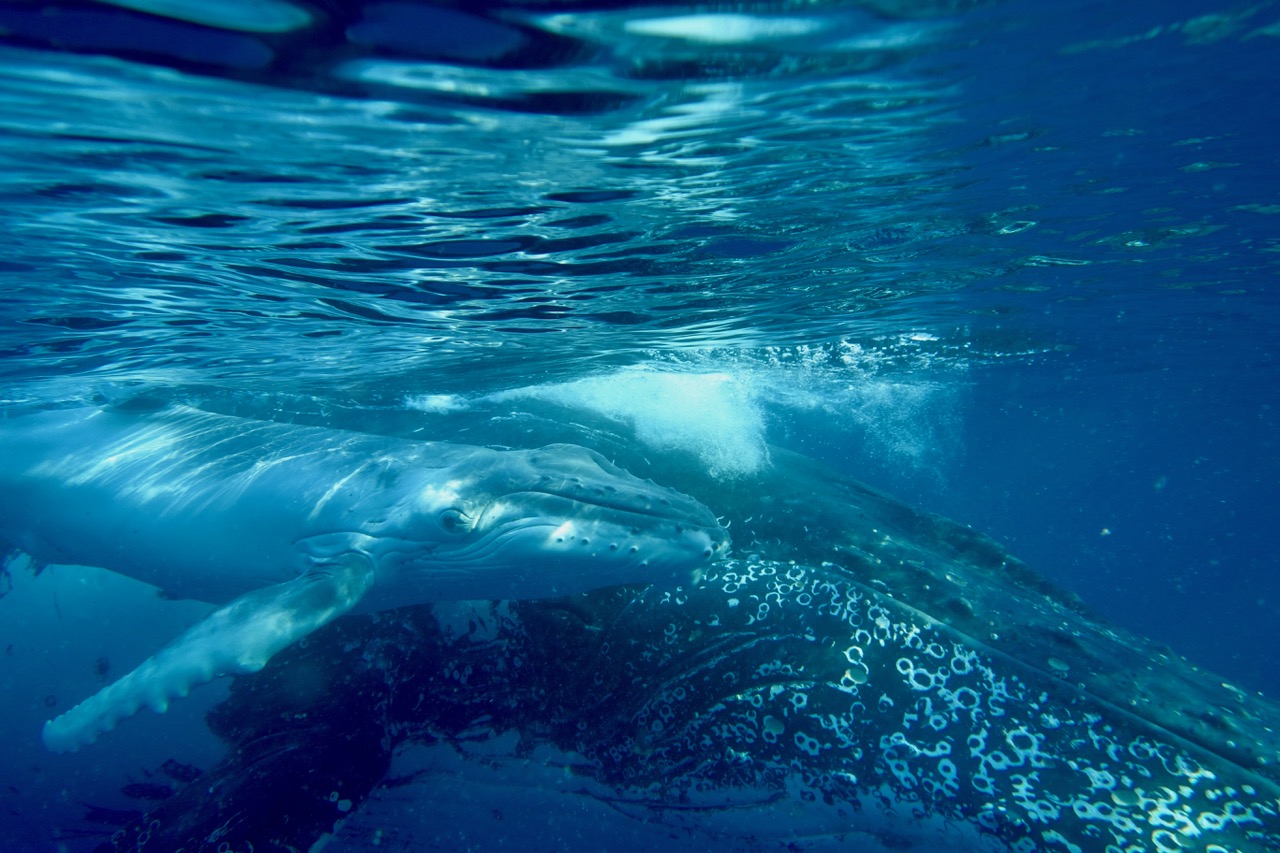 Humpback whale - credit M Quintin