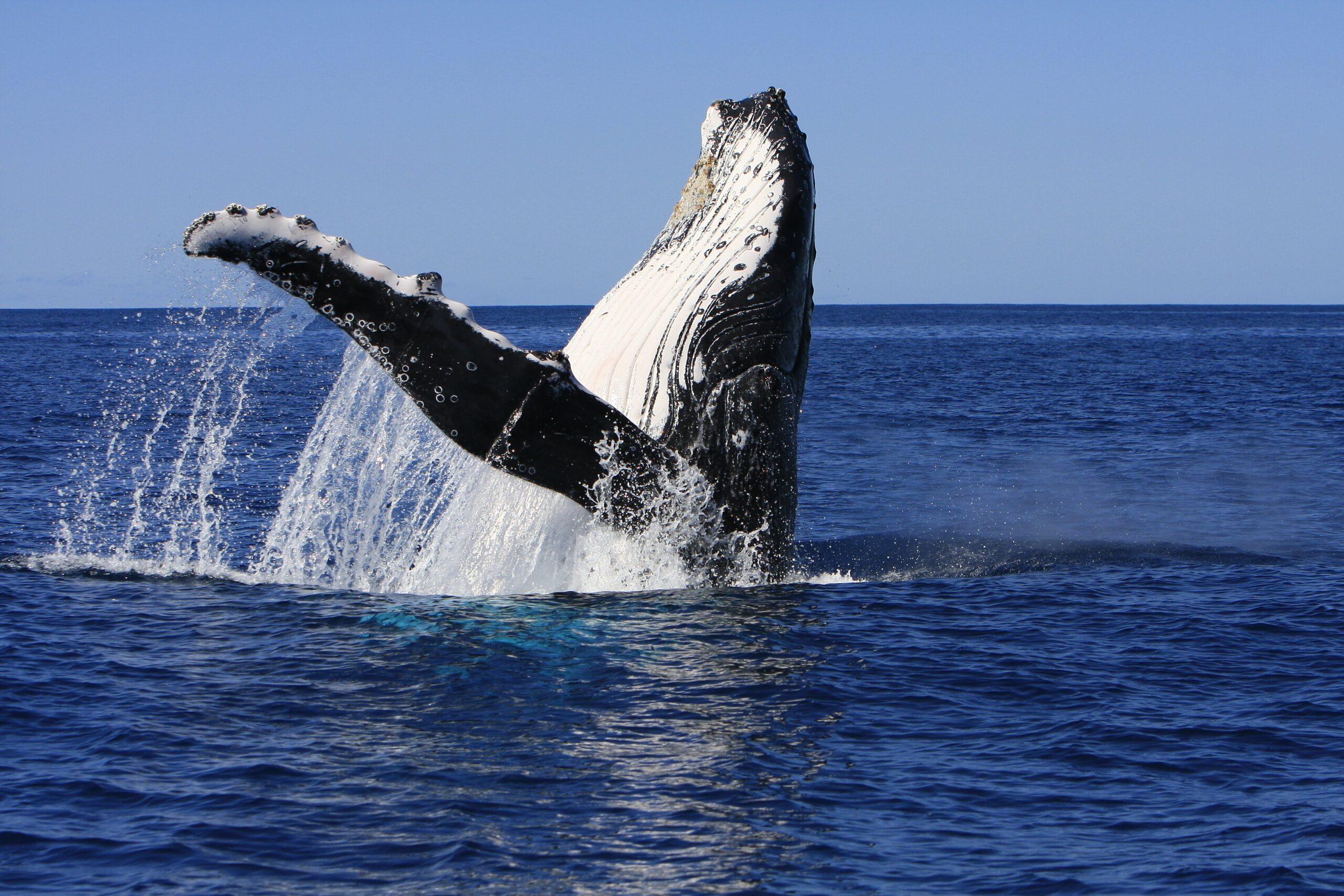 Humpback whale - credit Operation Cetaces