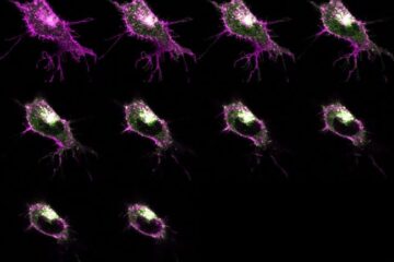 Key mechanism in appetite and weight control uncovered