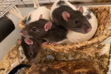 Study reveals brain's built-in distance tracker