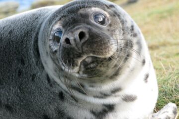 Seal milk rivals human milk in complexity