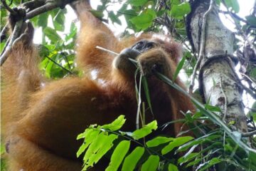 Orangutans' complex diets are down to cultural knowledge, new research suggests