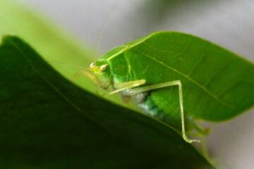 Hiding in plain sight: How leafy costumes evolved to trick predators